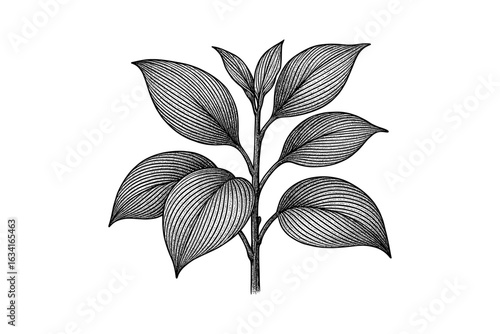 Intricate botanical line art of a leafy plant for nature lovers