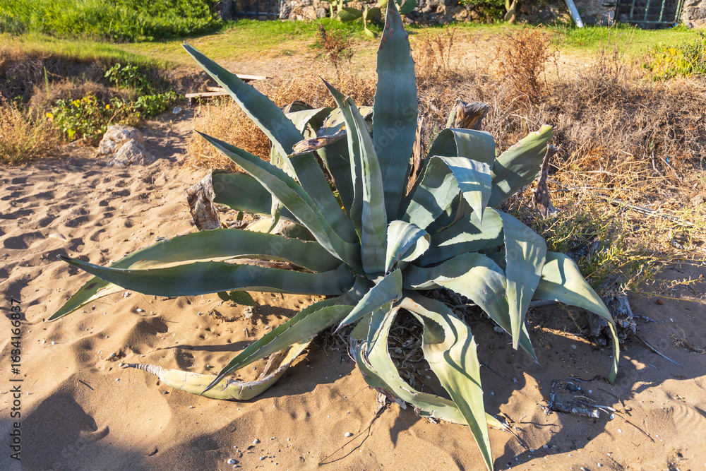 Φωτογραφία A detailed, eye-level shot of a large agave plant with sharp, spiky leaves growing in the sandy soil of a dry, natural environment