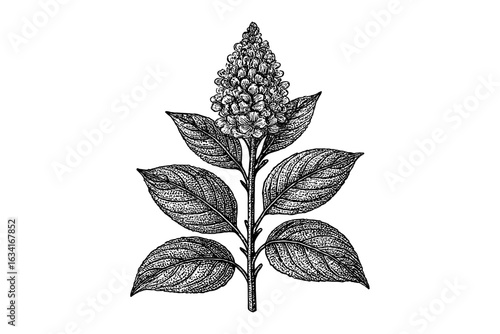Vintage botanical drawing of sorghum plant with detailed leaves and grain