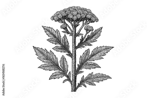 Vintage botanical drawing of yarrow plant with detailed leaves and flowers