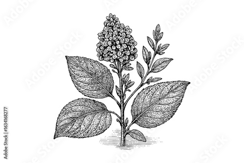 Vintage botanical drawing of flowering plant with detailed leaves and blossoms