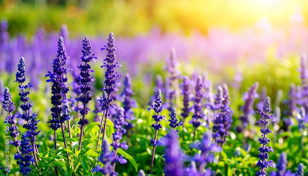 Obraz premium Lavender field bathed in sunlight, showcasing vibrant purple flowers in full bloom