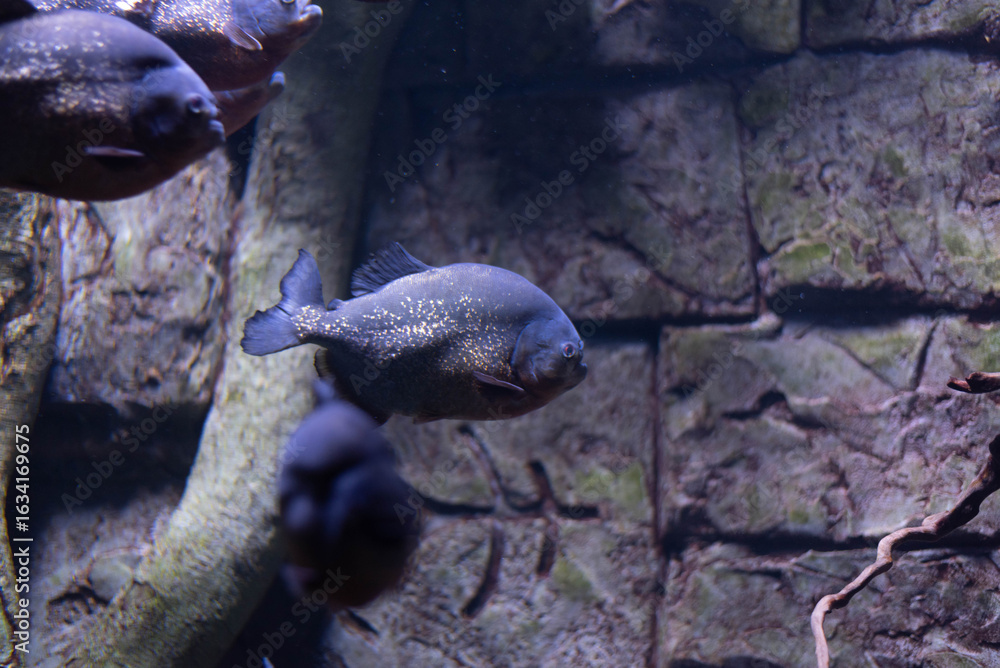 Obraz premium Silver skinned piranha fish in aquarium on dark background. Predator fish. 