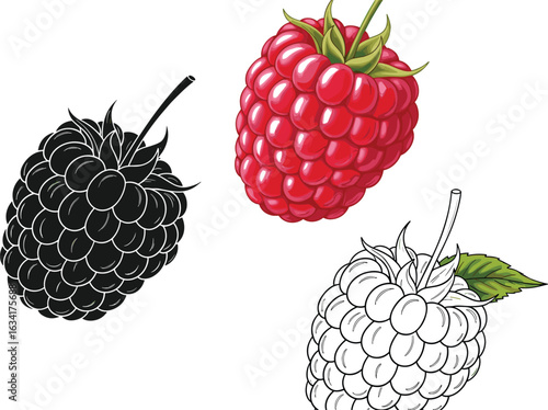 Berry Silhouette Set, Raspberry Icons in Black, Outline, and Color, Fruit Vector Illustration, Healthy Food Design, Nature Graphics
