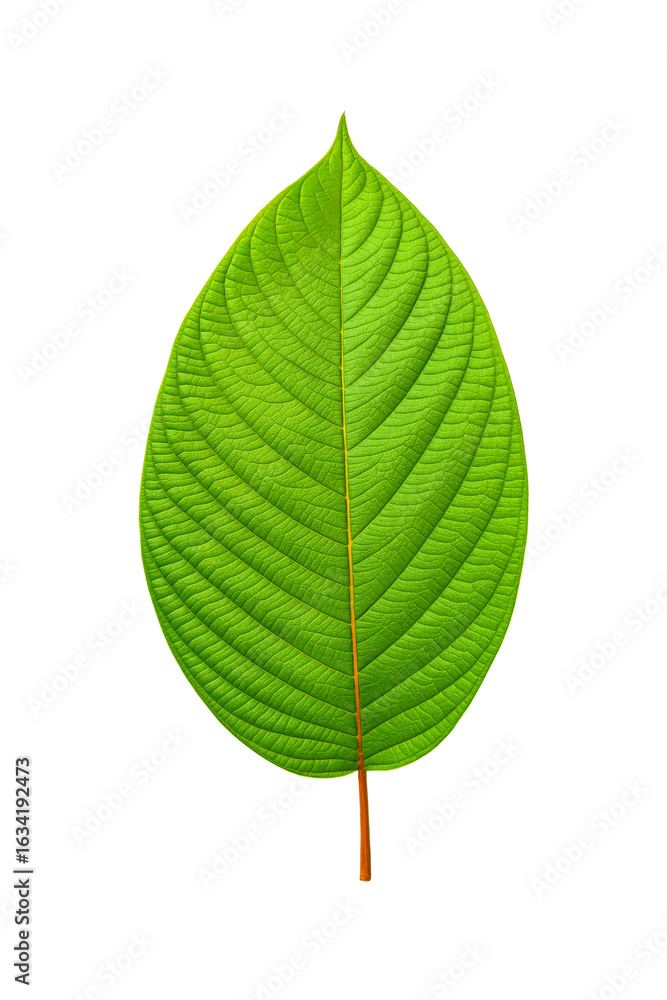 Obraz premium Kratom green leaf revealing its detailed veins and texture, isolated on white background