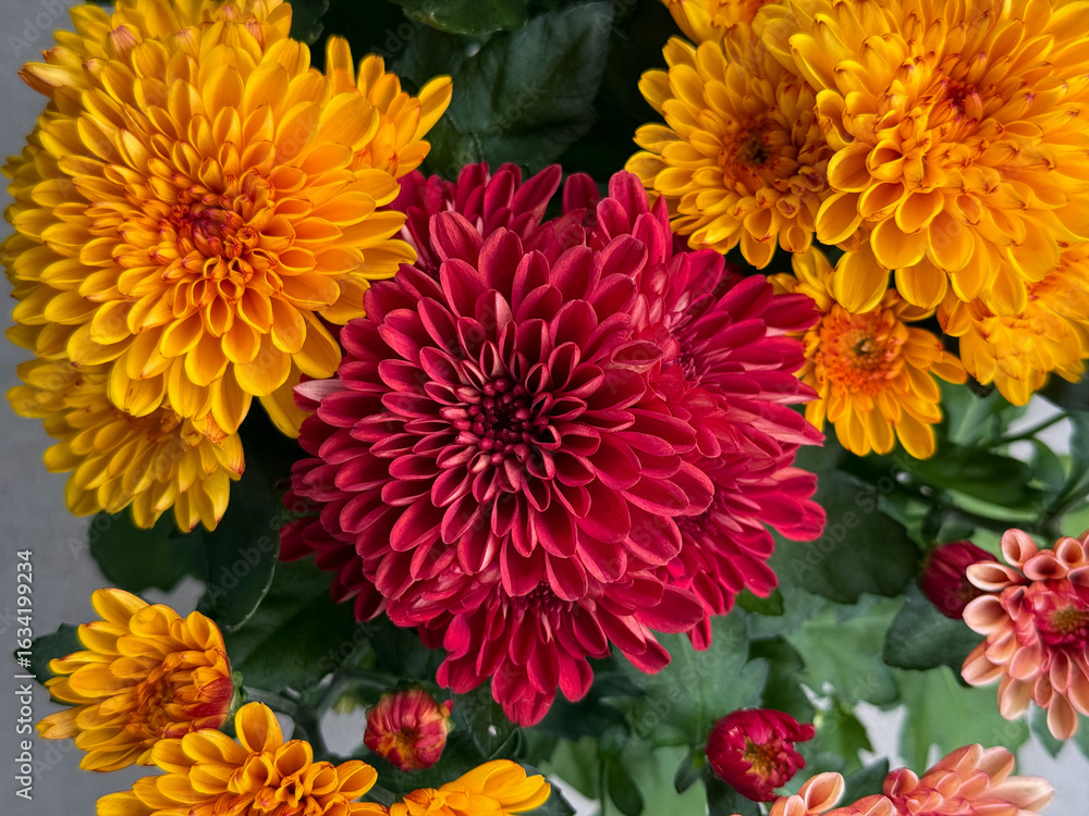 Obraz premium Beautiful blooming chrysanthemum flowers decorative summer autumn flower in vibrant red, pink and orange colors directly above view