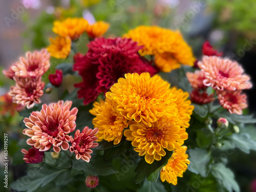 Beautiful blooming chrysanthemum flowers decorative summer autumn flower in vibrant red, pink and orange colors close up