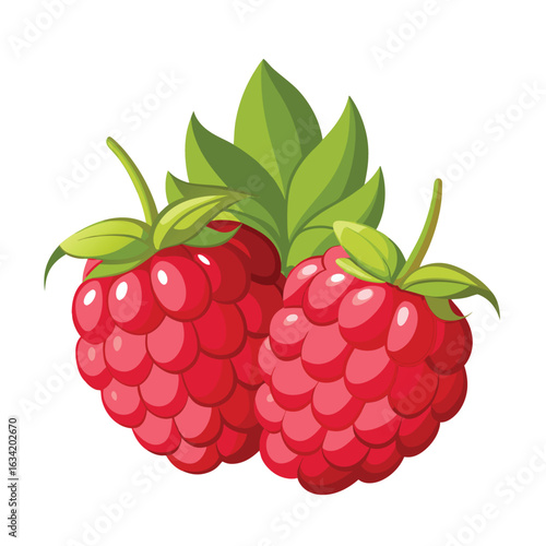 Raspberry vector illustration set. Collection of ripe raspberries isolated on background. Natural summer fruit .