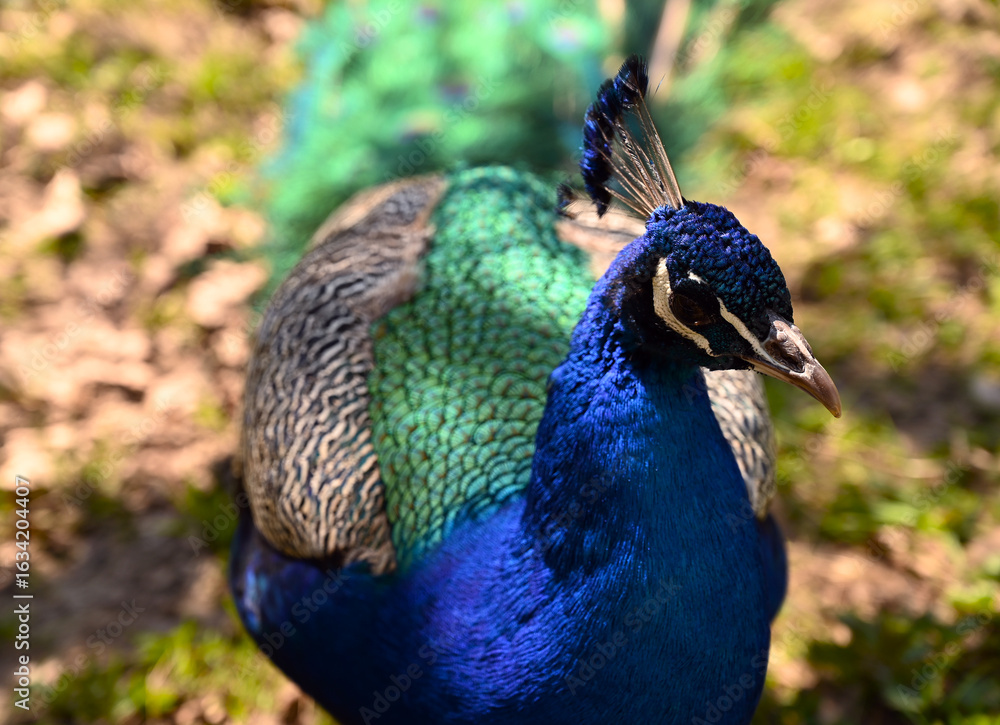 Obraz premium Colorful peacock feathers