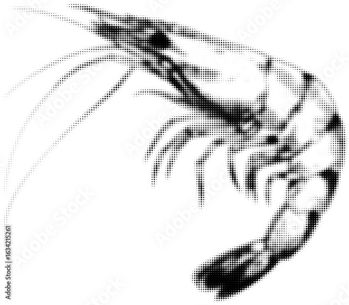 Halftone black and white illustration of a shrimp detailed sketch