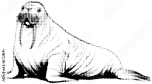 Graphic black and white illustration of a walrus resting