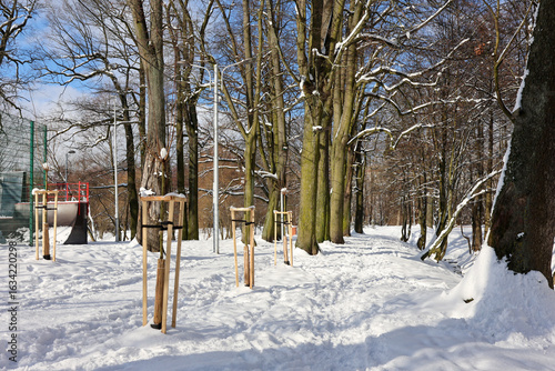 Картината върху платно Snow-covered park with mature and young trees in winter