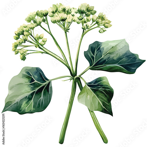 Watercolor illustration of a green plant with leaves and buds watercolor.vector transparent background cutout