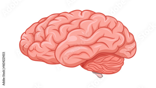 Detailed illustration of a human brain showcasing its natural contours and structure against a plain background