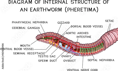 Diagram of internal structure of Pheretima earthworm (circulatory, digestive, reproductive, nervous systems) for biology lessons