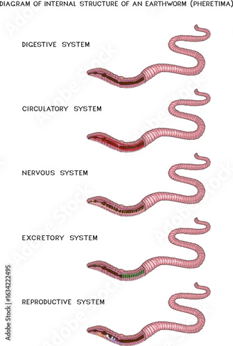 Set of diagrams of internal structure of Pheretima earthworm (circulatory, digestive, reproductive, nervous systems) for biology lessons
