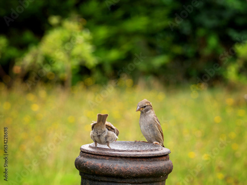 Two sparrows perched in a garden