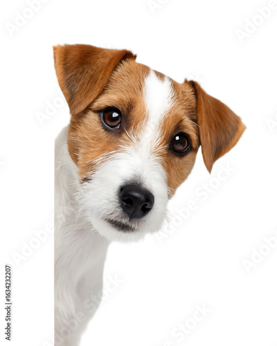 Close up of a jack russell terrier dog peeking from the side with a curious and adorable expression