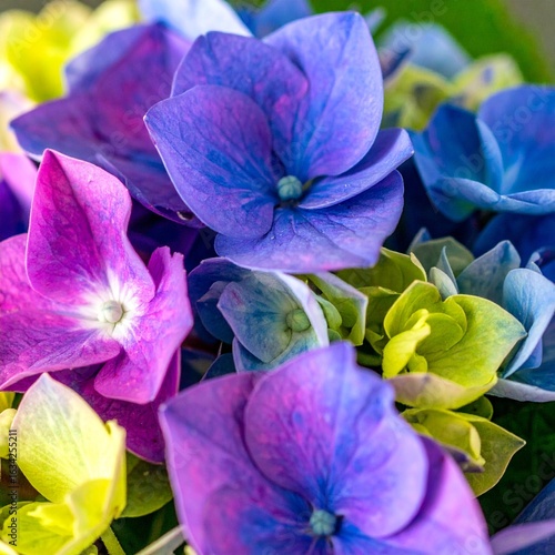 Generated image Close Up of Vibrant Blue and Purple Hydrangea Bouquet