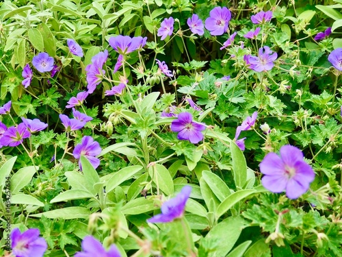 Massif de géraniums vivaces violets et de sauge dans un jardin d'été.