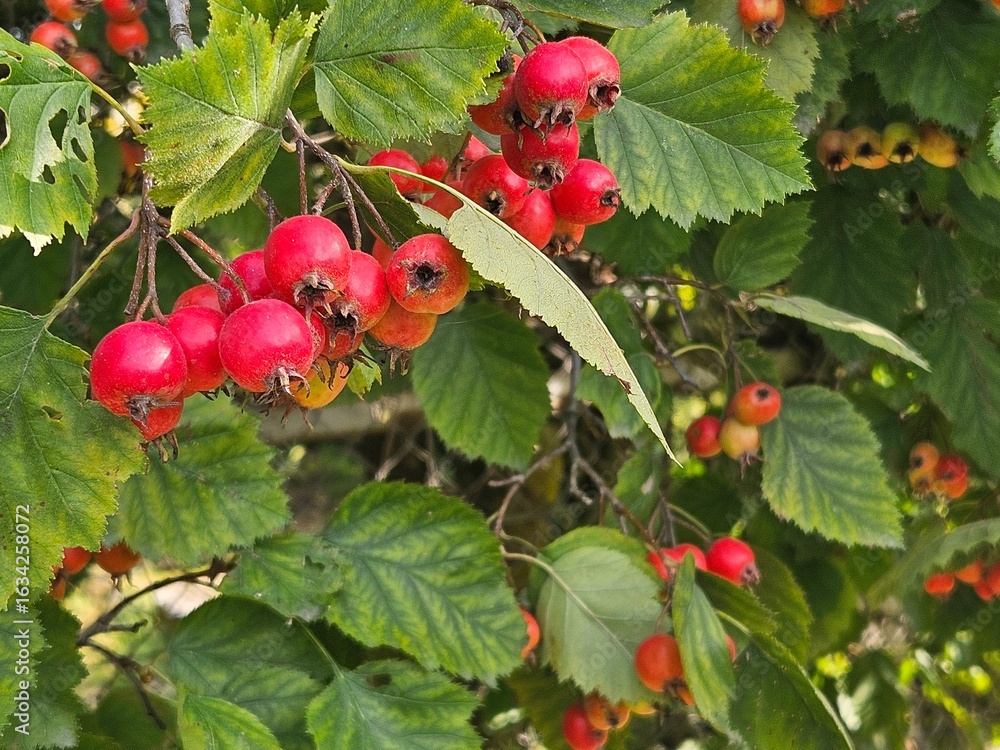 Obraz premium Hawthorn with red fruit, Crataegus monogyna, . Natural beautiful background.