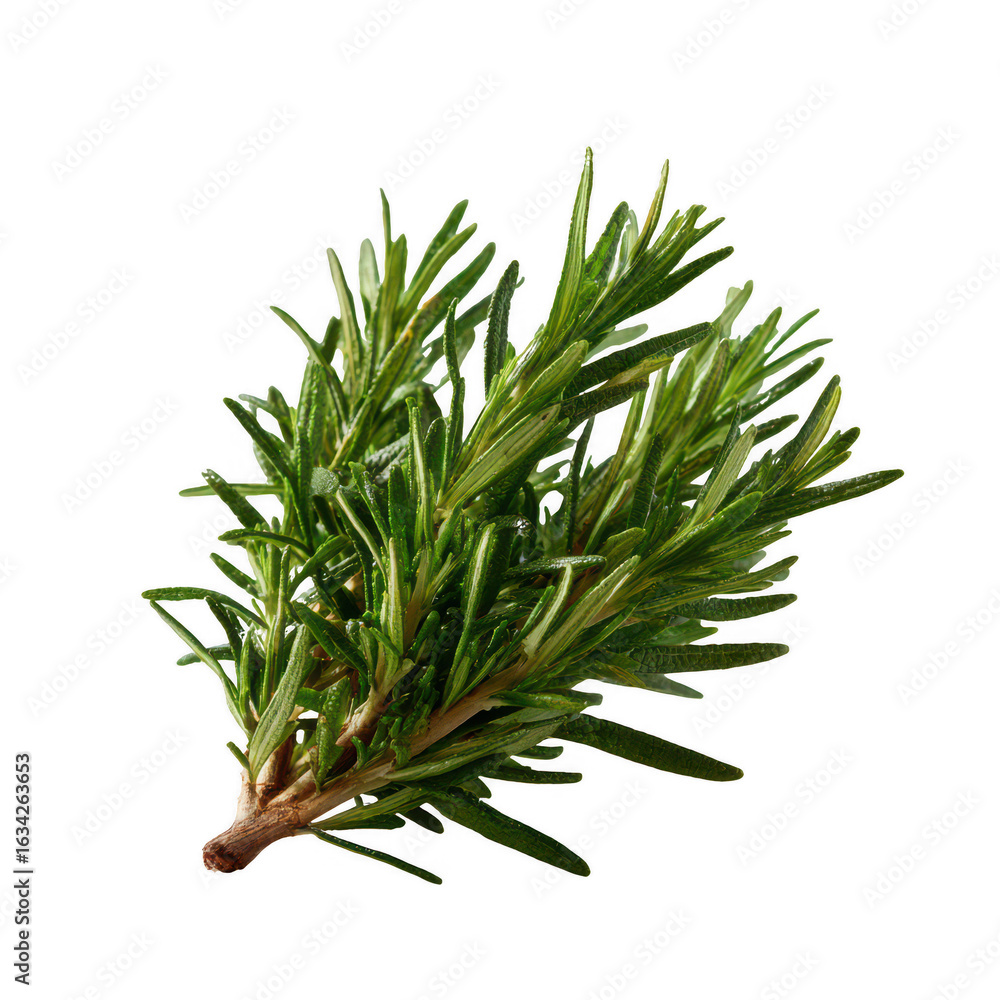 Fototapeta premium Fresh sprig of rosemary with vibrant green leaves, isolated on a white background, perfect for culinary or herbal themed projects.