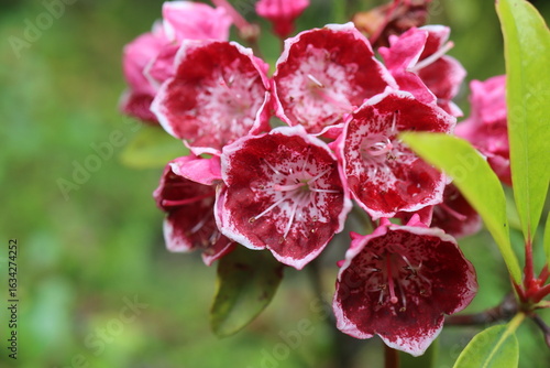 Kalmia latifolia szerokolistna KALEIDOSCOPE
