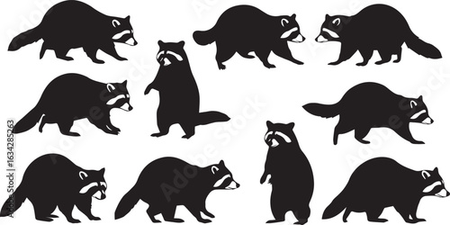 Set of ten black raccoon silhouettes in different poses and movements on a white background raccoons