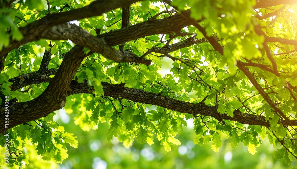 Obraz premium Sunlight filtering through fresh vibrant oak leaves offering a serene natural canopy