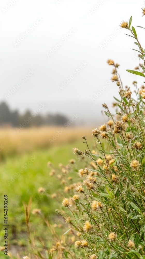 Obraz premium Close-up of Dew-Kissed Wildflowers in a Lush Green Meadow, with a Softly Blurred Misty Horizon, Capturing the Tranquil Essence of Nature's Serenity