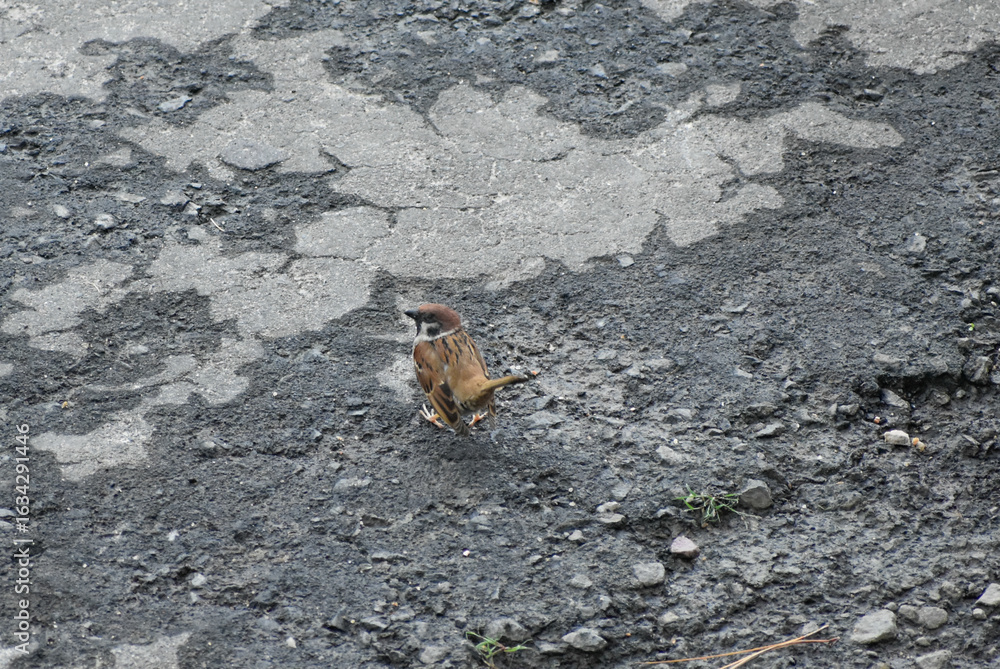 Obraz premium A sparrow bird sitting on asphalt.