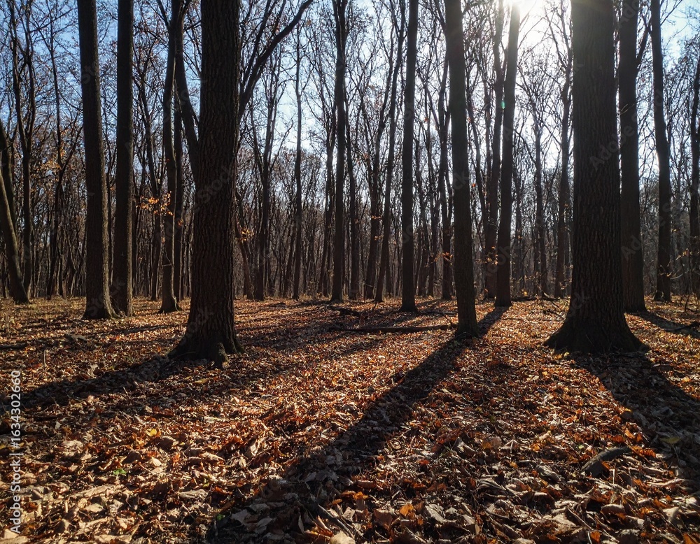 Fototapeta premium Sunlit Forest Clearing With Dry Leaves