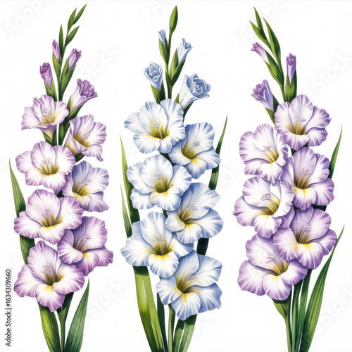 Three Gladiolus Flower Stems with Purple and White Blooms