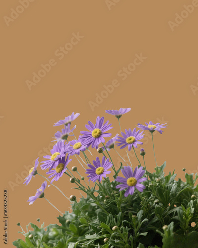 Purple chrysanthemums separated from the background