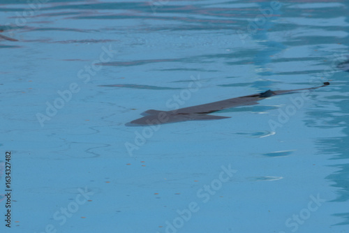 Sturgeon in Taean South Korea