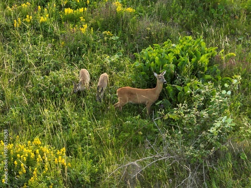 Aerial View of a Roe Deer Mother with Two Fawns