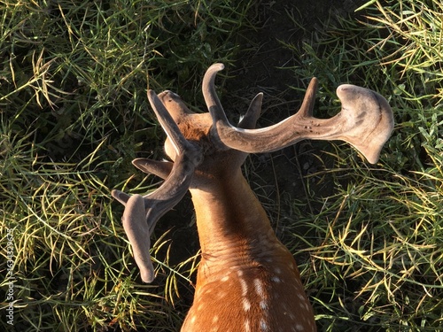 Deer Hiding in a Rapeseed Field