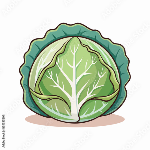 Detailed illustration of a fresh, vibrant green cabbage on a white background with soft shadow