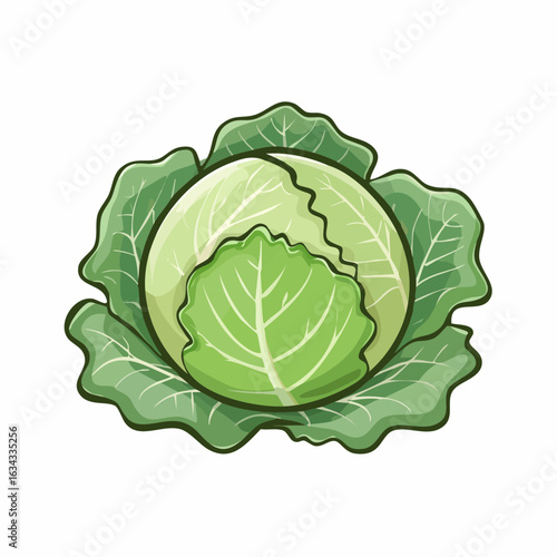 Isolated green cabbage illustration with detailed leaf texture perfect for nutrition education