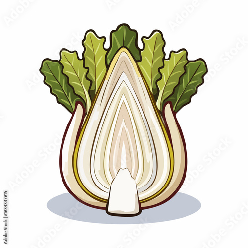 Illustration of chicory a healthy and delicious vegetable for salads and culinary uses