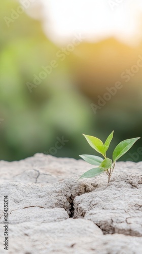 A vibrant green seedling emerges from parched, cracked earth, a powerful symbol of resilience and new life amidst environmental adversity.