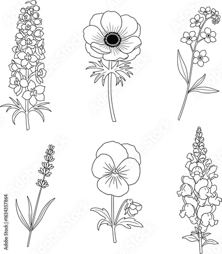 Botanical Hand Drawn Flower Line Art Collection