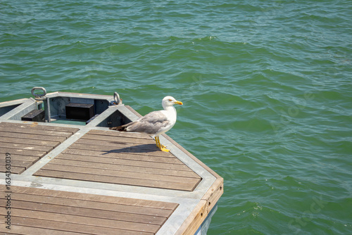 A seagull rests on a pier on the Grand Canal in Venice. Worldwide famous, Venezia is a unique kind of city and UNESCO site.