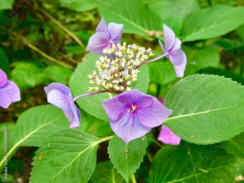 Gros plan sur une fleur d'hortensia violette avec un insecte dans un jardin d'été