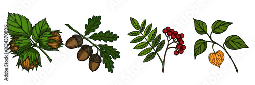 A vector illustration border featuring a horizontal arrangement of hazelnuts, acorns, rowan berries, and physalis, meticulously detailed with vibrant colors and intricate linework, ideal for autumn
