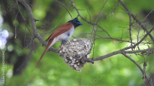 Paradise Flycatcher female 