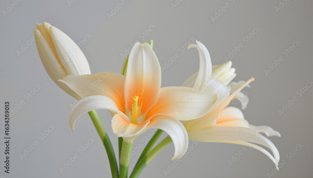 Fototapeta premium Elegance in Blooming Light