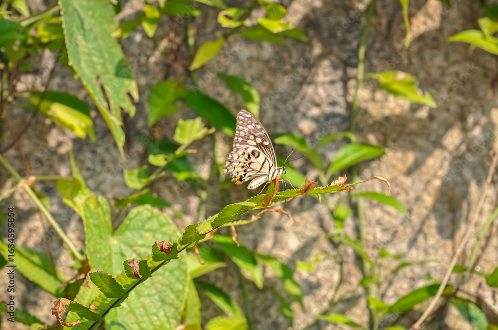 Fototapeta premium Butterfly on green foliage against stone wall background — summer nature macro photography