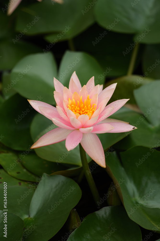 Fototapeta premium Serene Pink Water Lily with Yellow Stamens Among Green Lily Pads in Pond