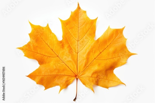 Wallpaper Mural Maple leaf plant tree white background. Torontodigital.ca